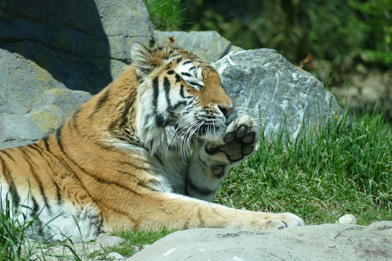 tiger amurtiger siberian tiger free photo