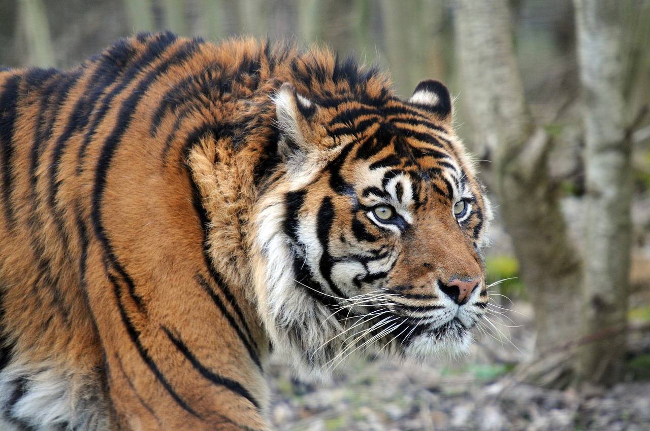 tiger feline animal free photo