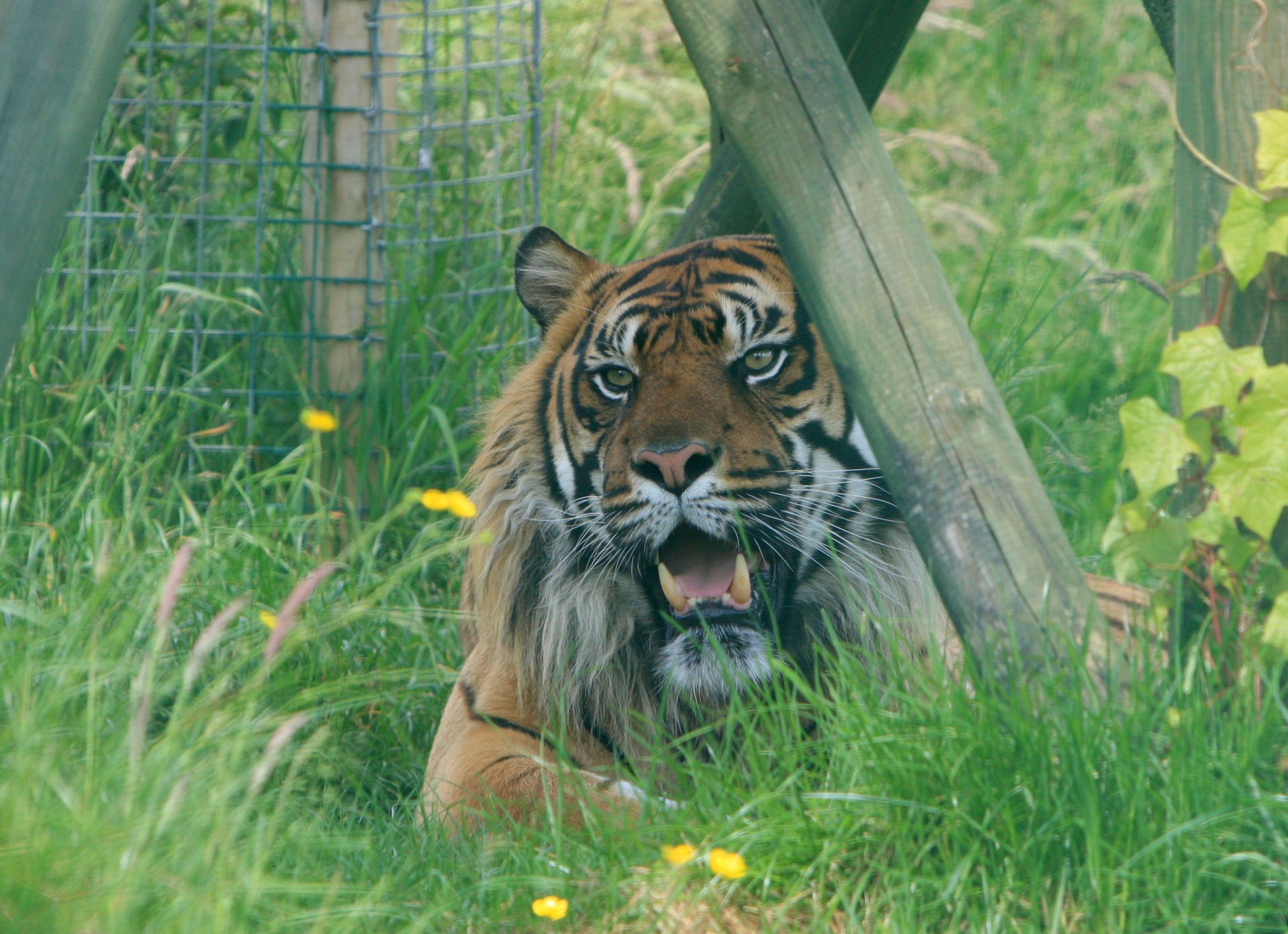 tiger animal wild free photo