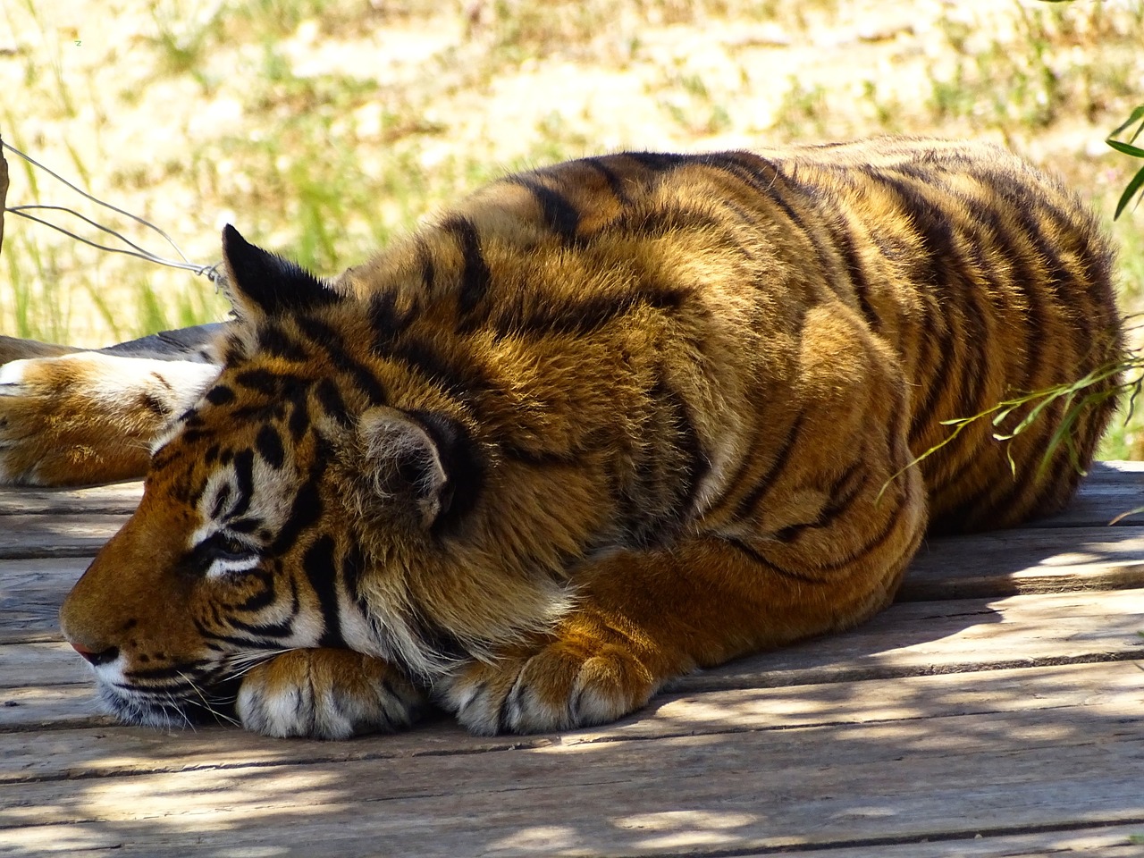 tiger animal wild animals free photo