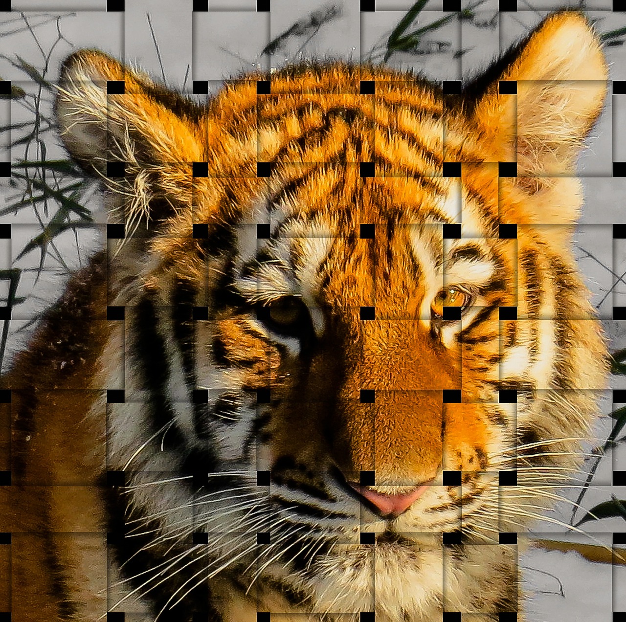 tiger image overlay wattle free photo