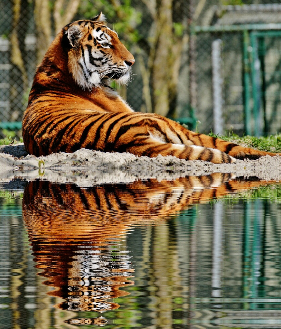 tiger predator fur free photo