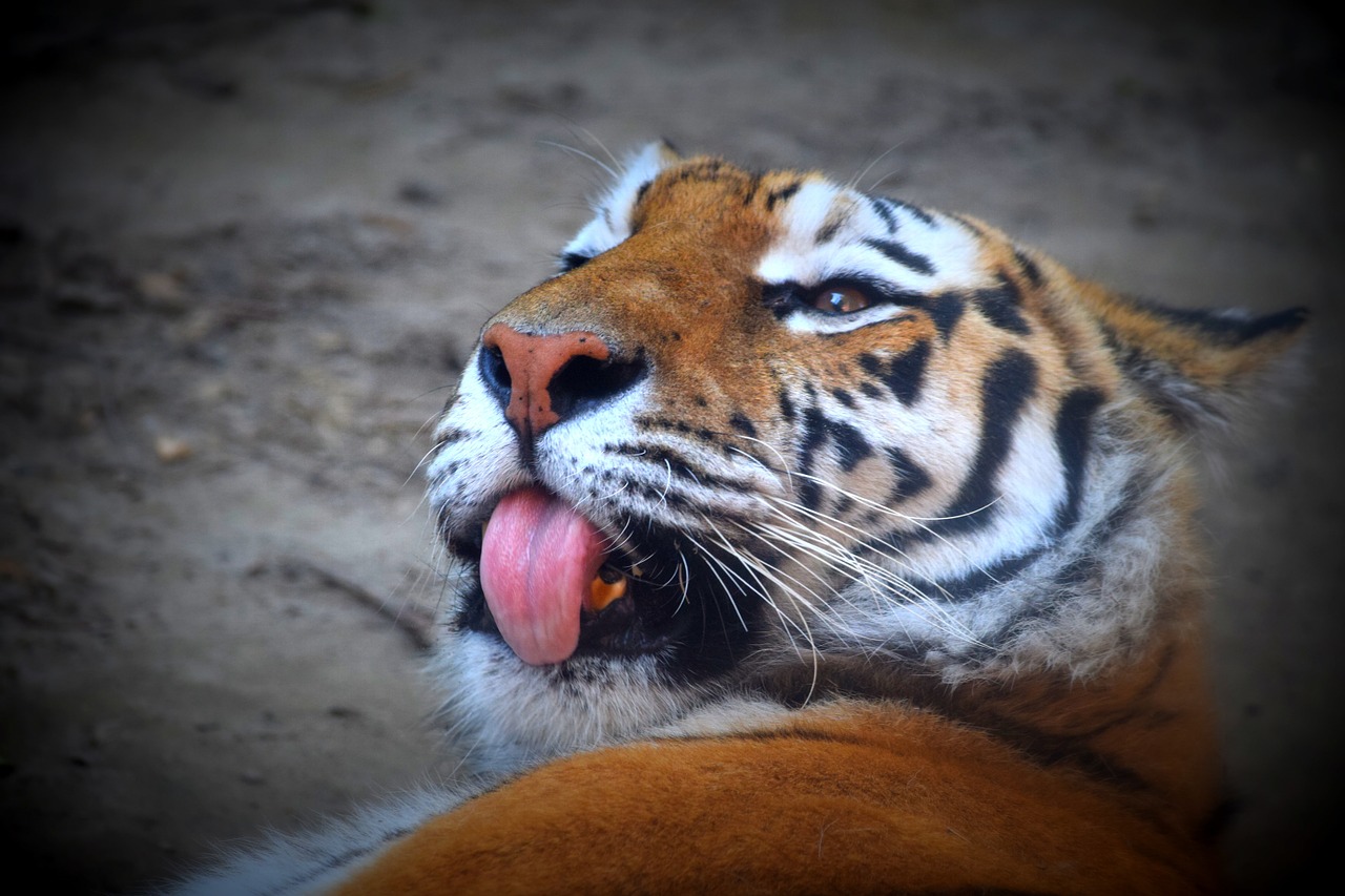 tiger language feline free photo