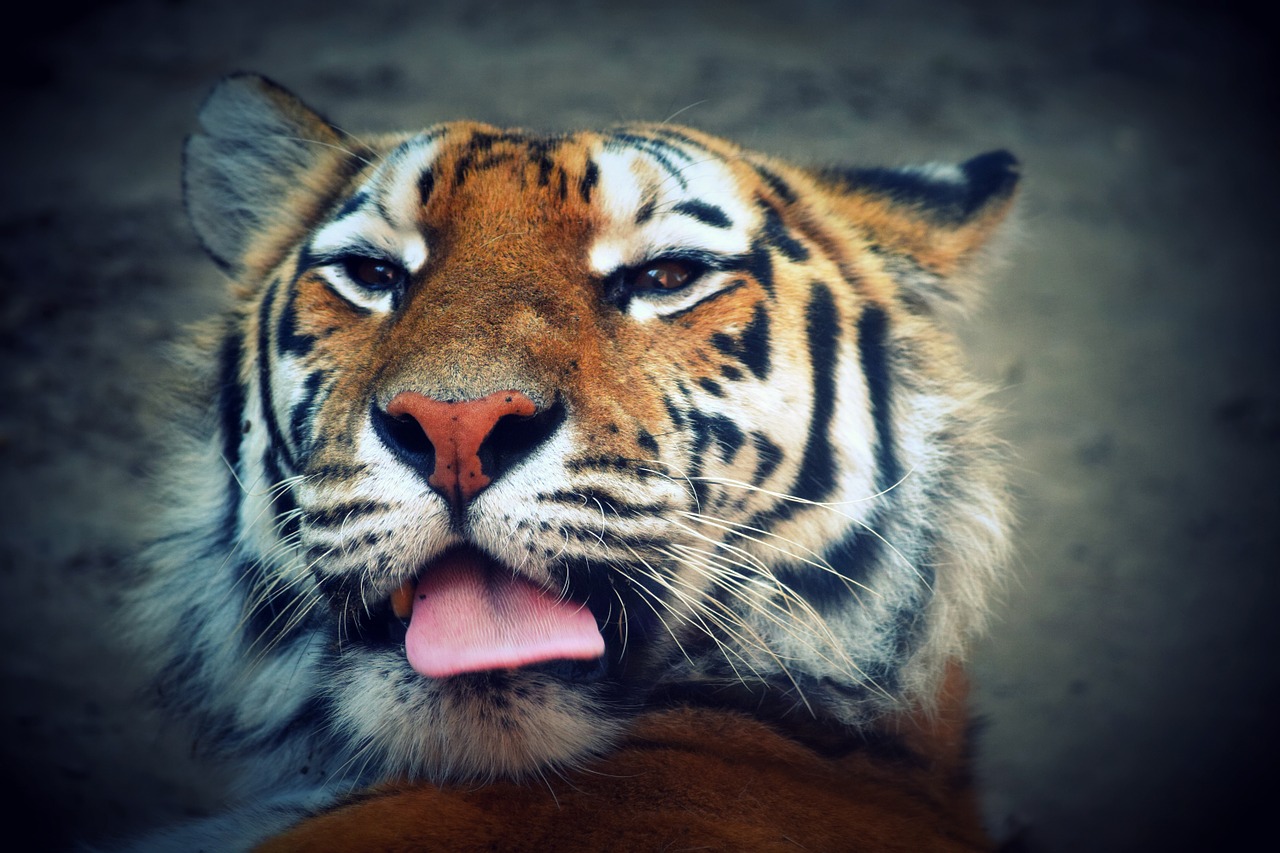 tiger language feline free photo