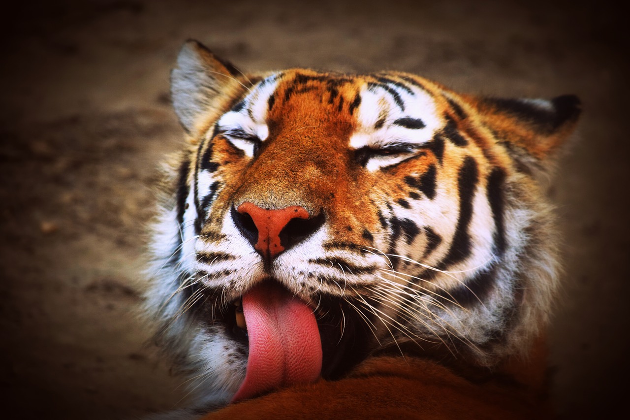tiger language feline free photo