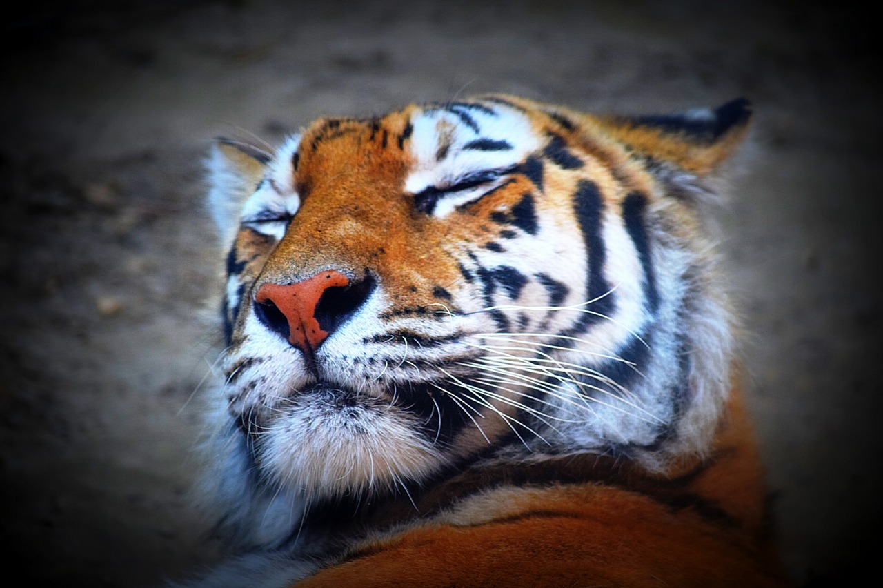 tiger feline predator free photo