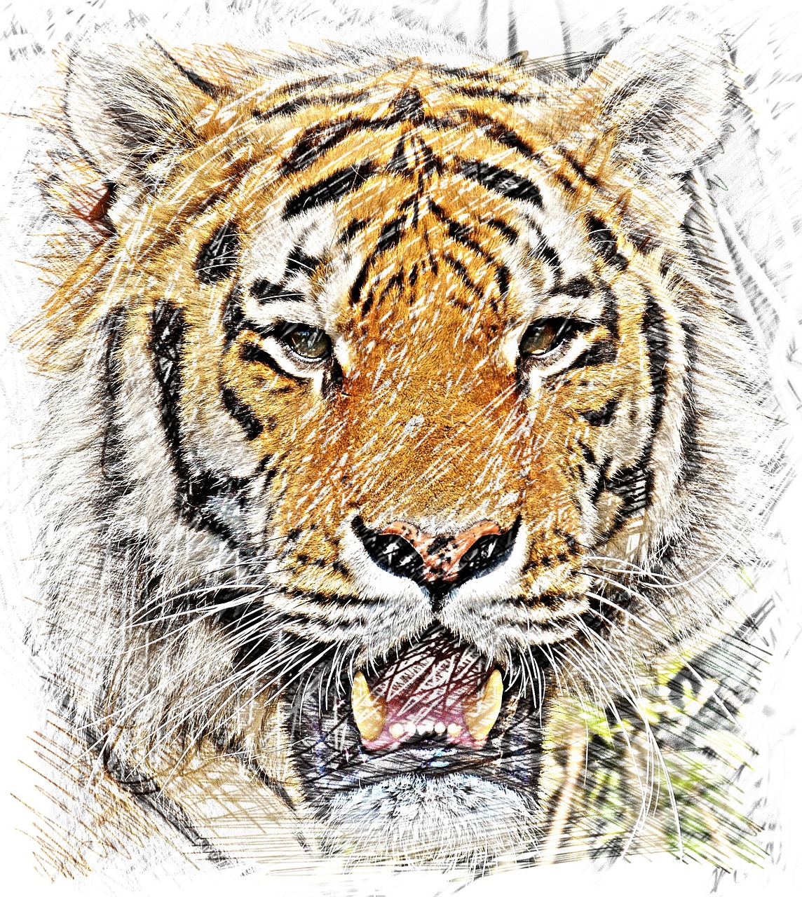 tiger drawing animal free photo