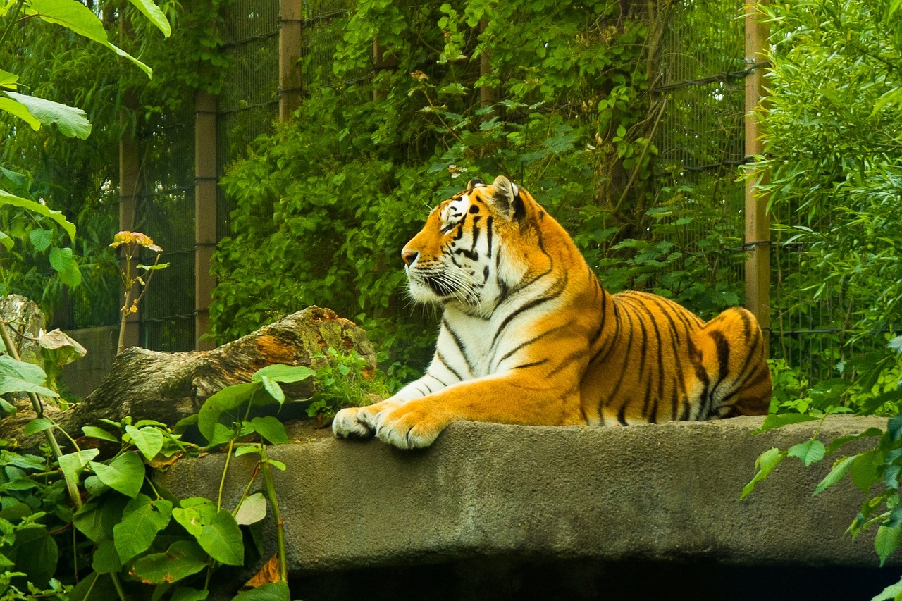 tiger amur tiger korkeasaari free photo