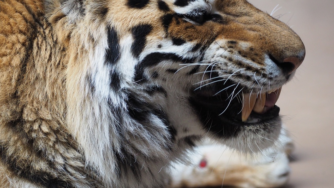 tiger tiger face portrait free photo