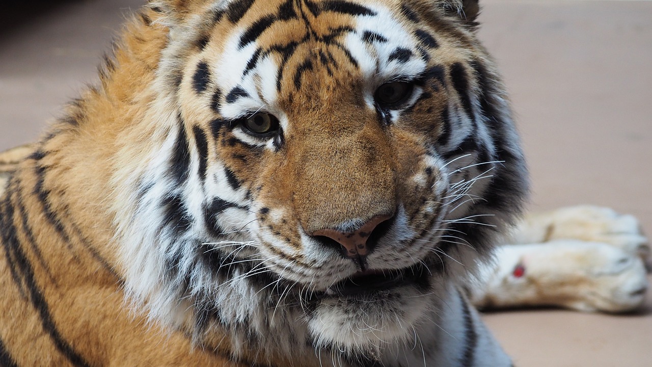 tiger tiger face portrait free photo