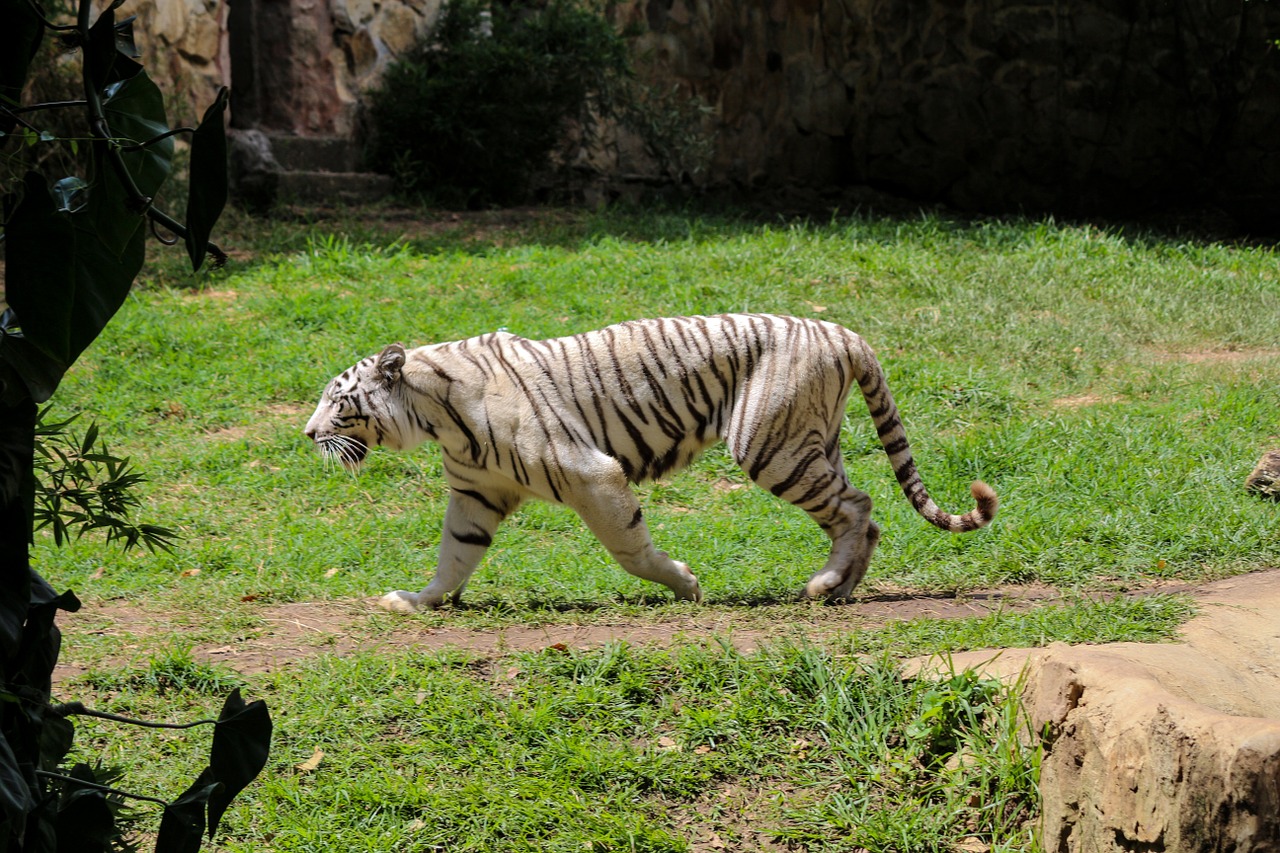 tiger zoo animal free photo