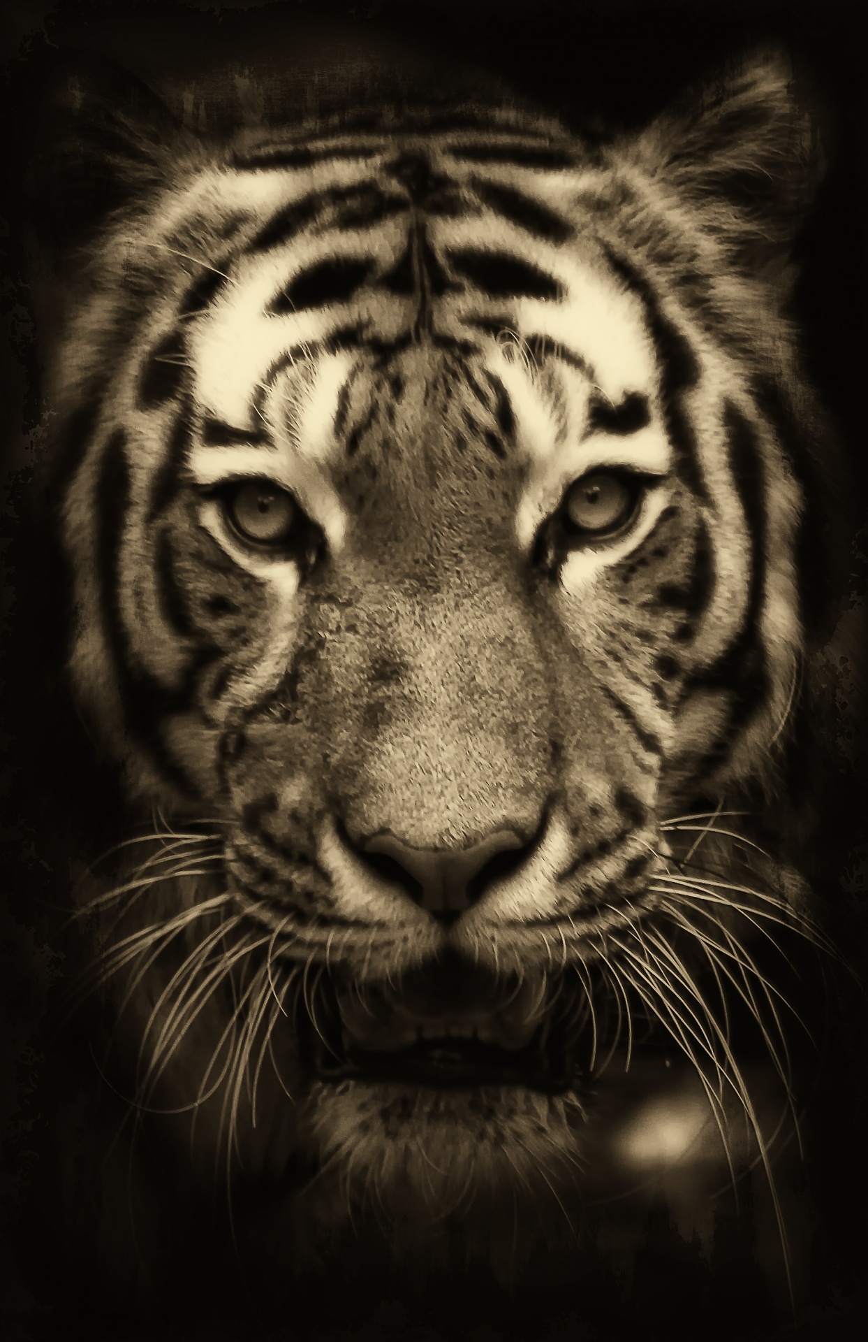 tiger africa big cat free photo