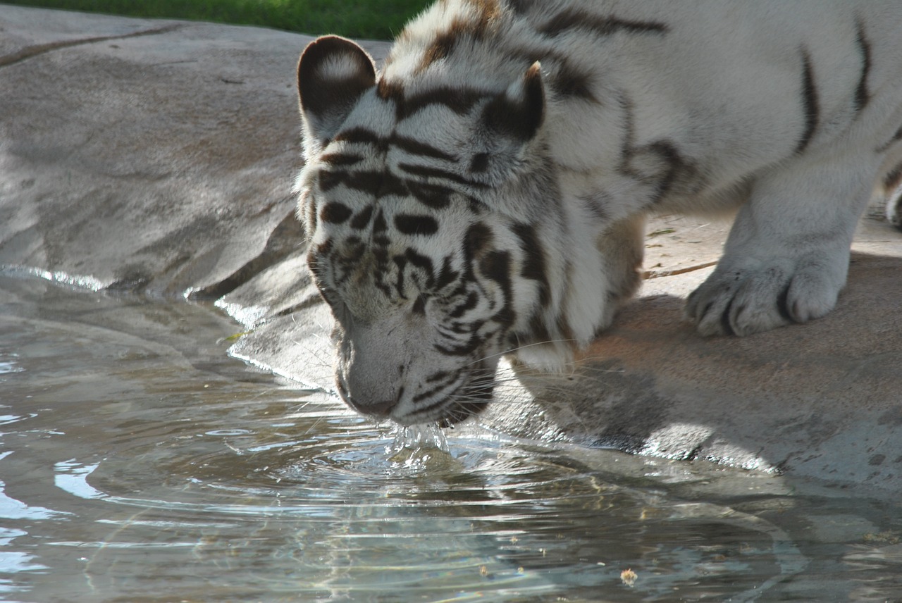 tiger tigers bianca free photo