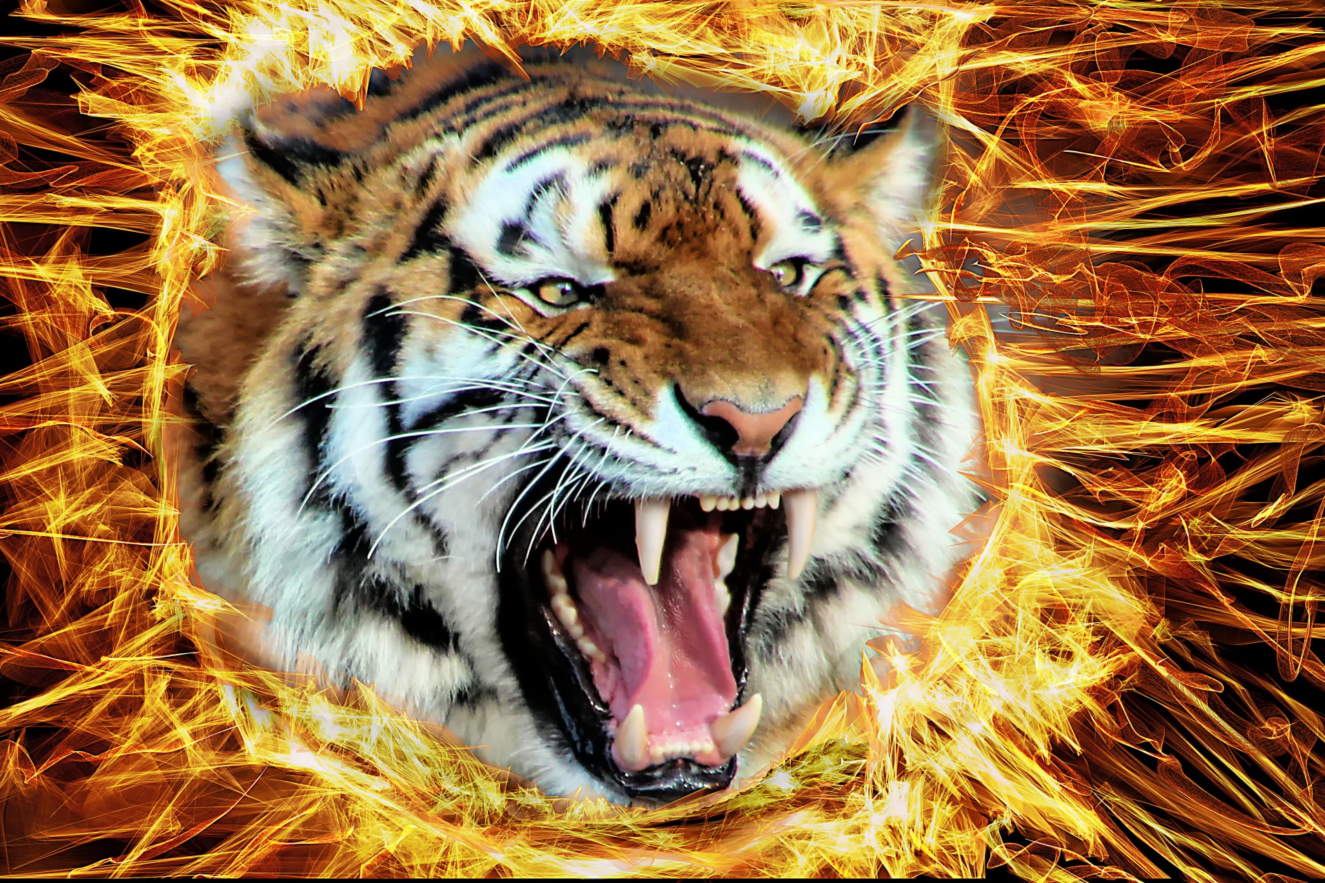 tiger fire background free photo