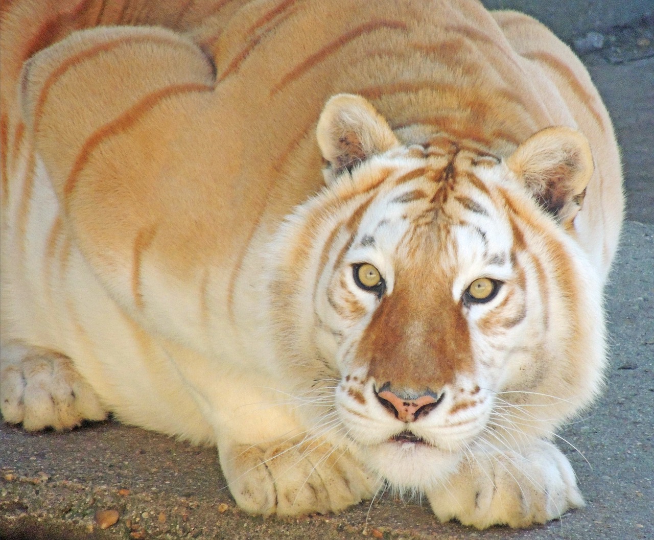 tiger fauna feline free photo