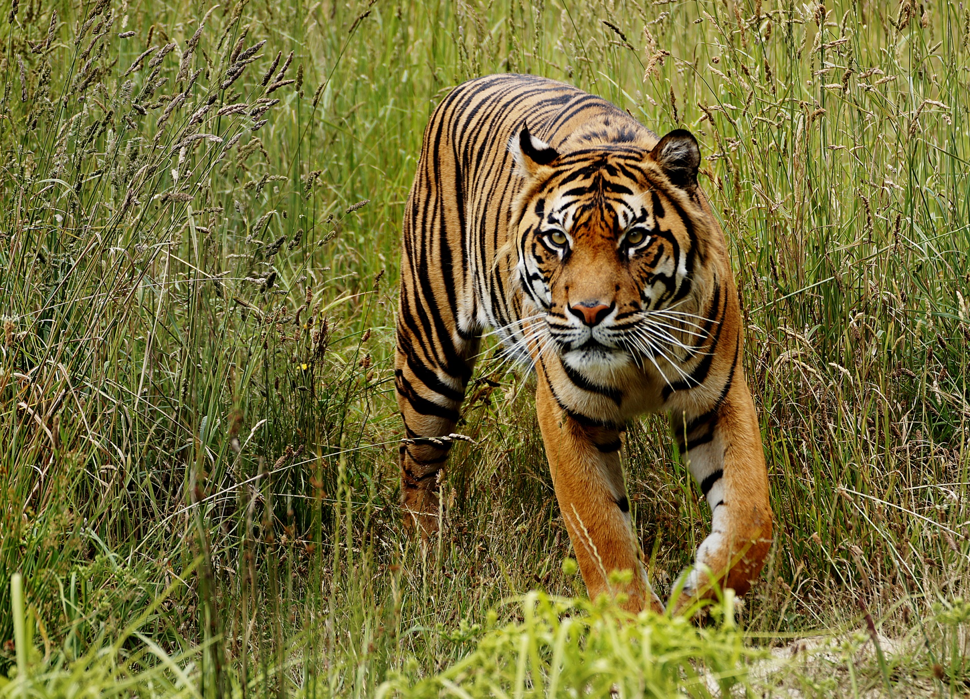 tiger looking big cat free photo