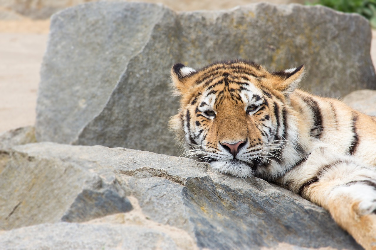 tiger zoo cat free photo