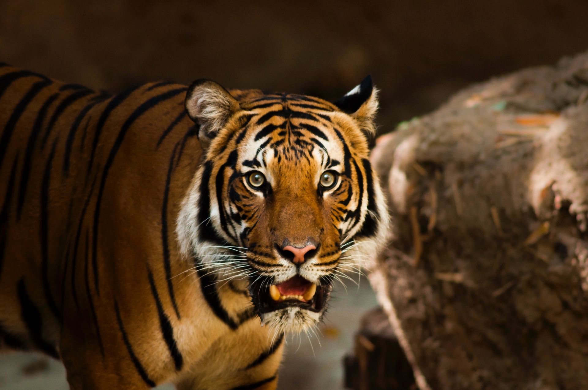 tiger big cat feline free photo