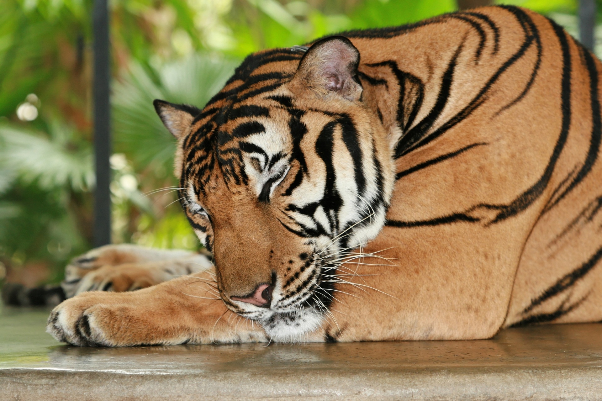 tiger big cat feline free photo