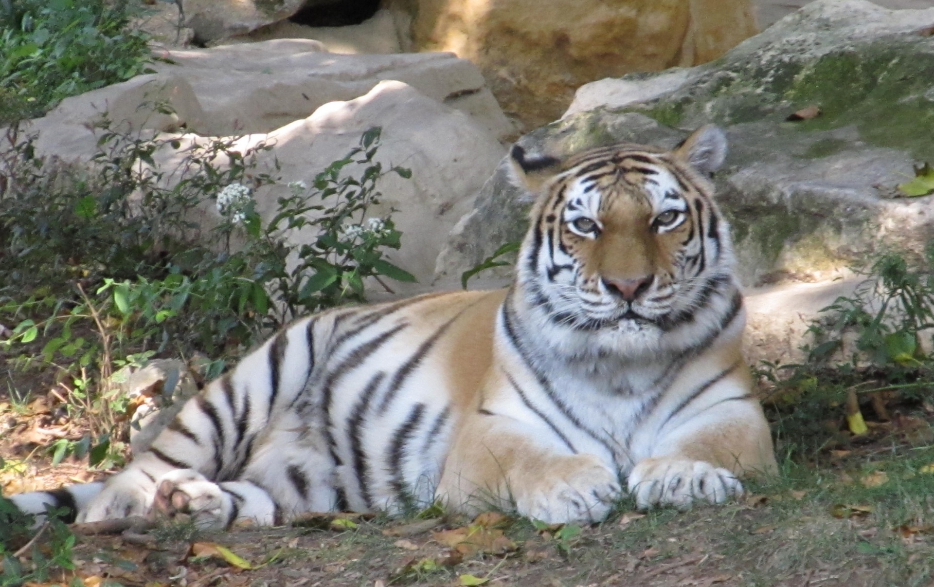tiger feline resting free photo