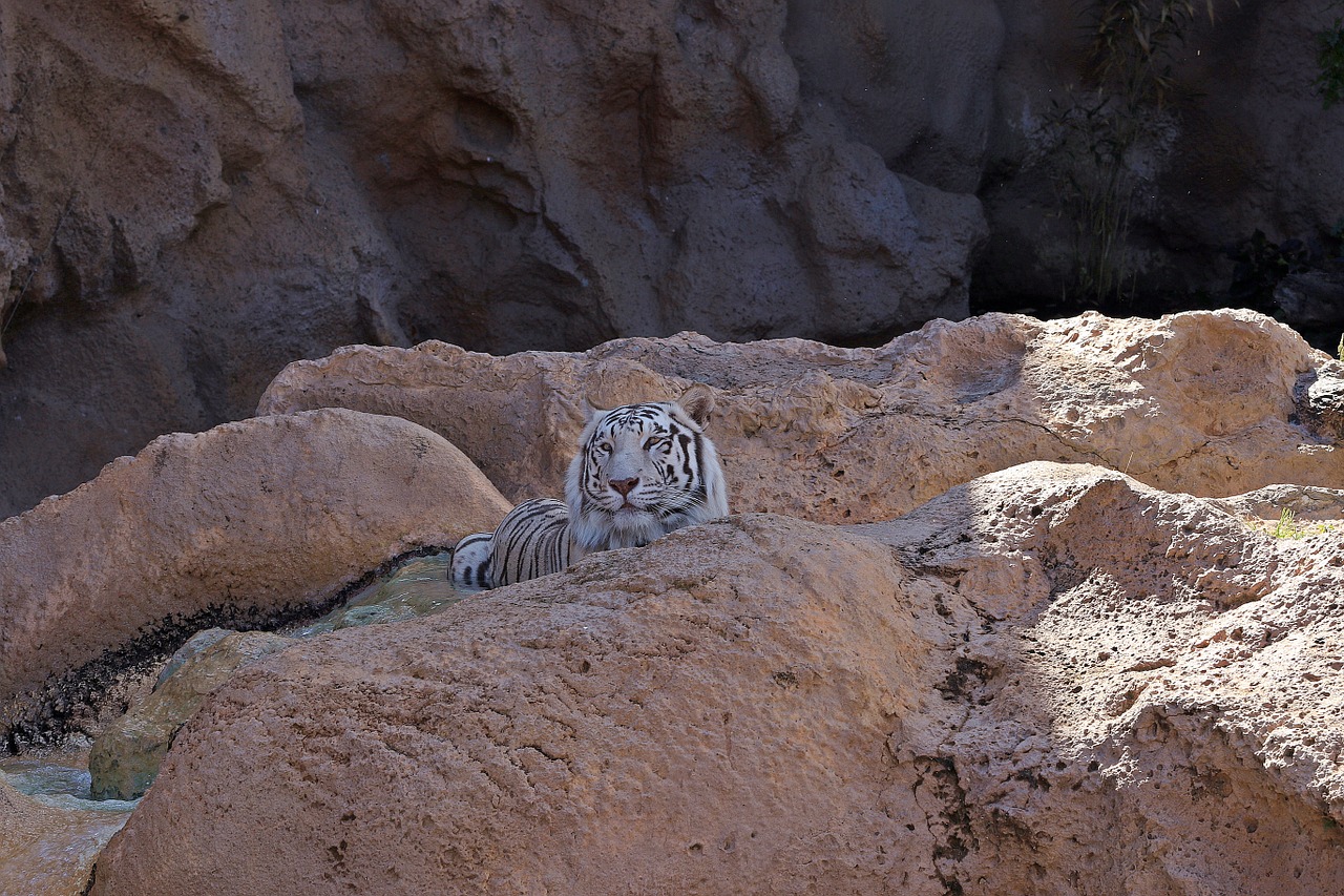 tiger white tiger feral cat free photo