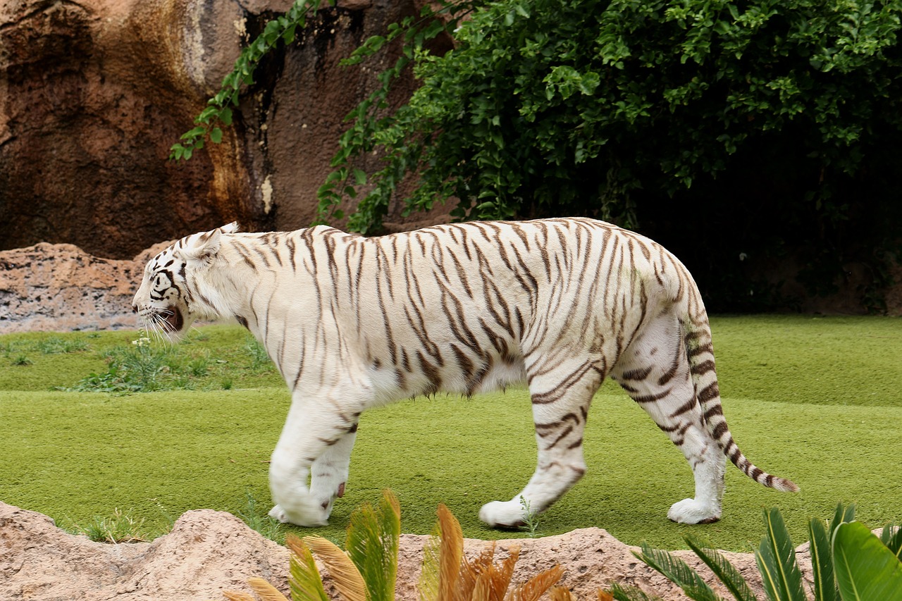 tiger white tiger feral cat free photo