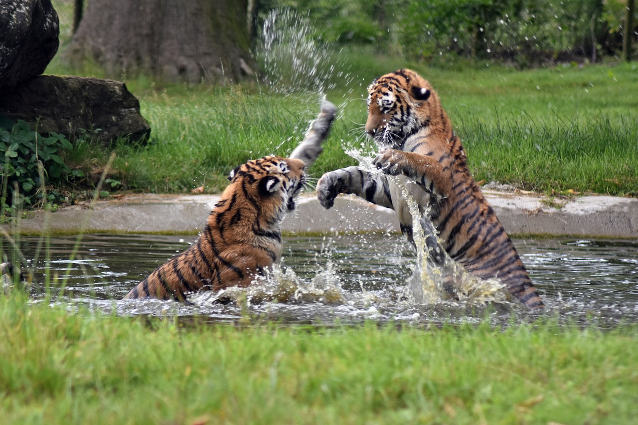 tiger cat wild free photo