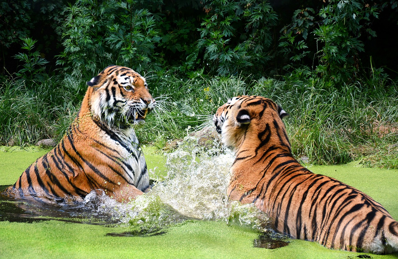 tiger cat zoo free photo
