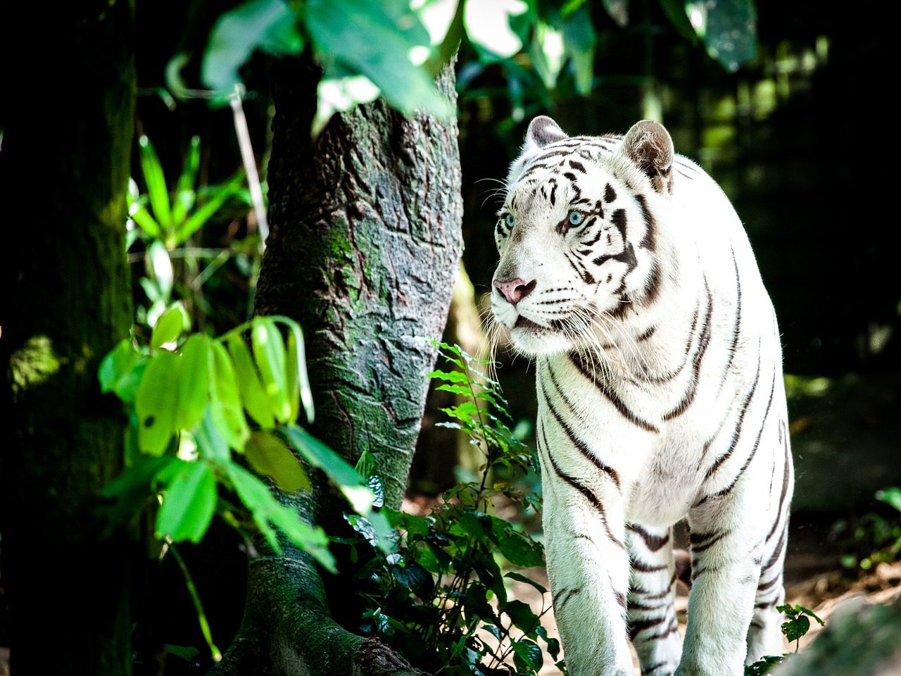 tiger white tiger wildcat free photo