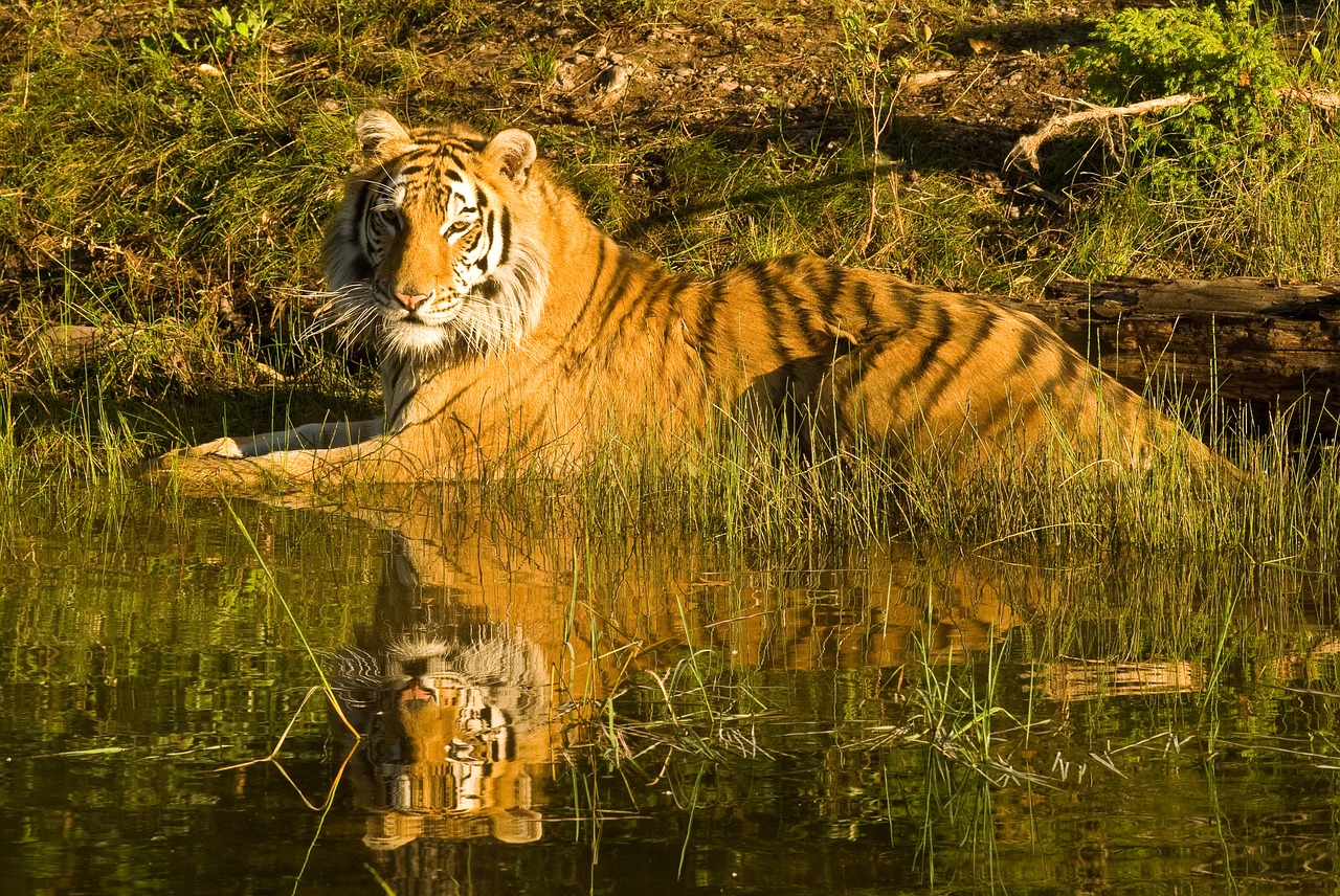 tiger siberian tiger tiger reflection free photo