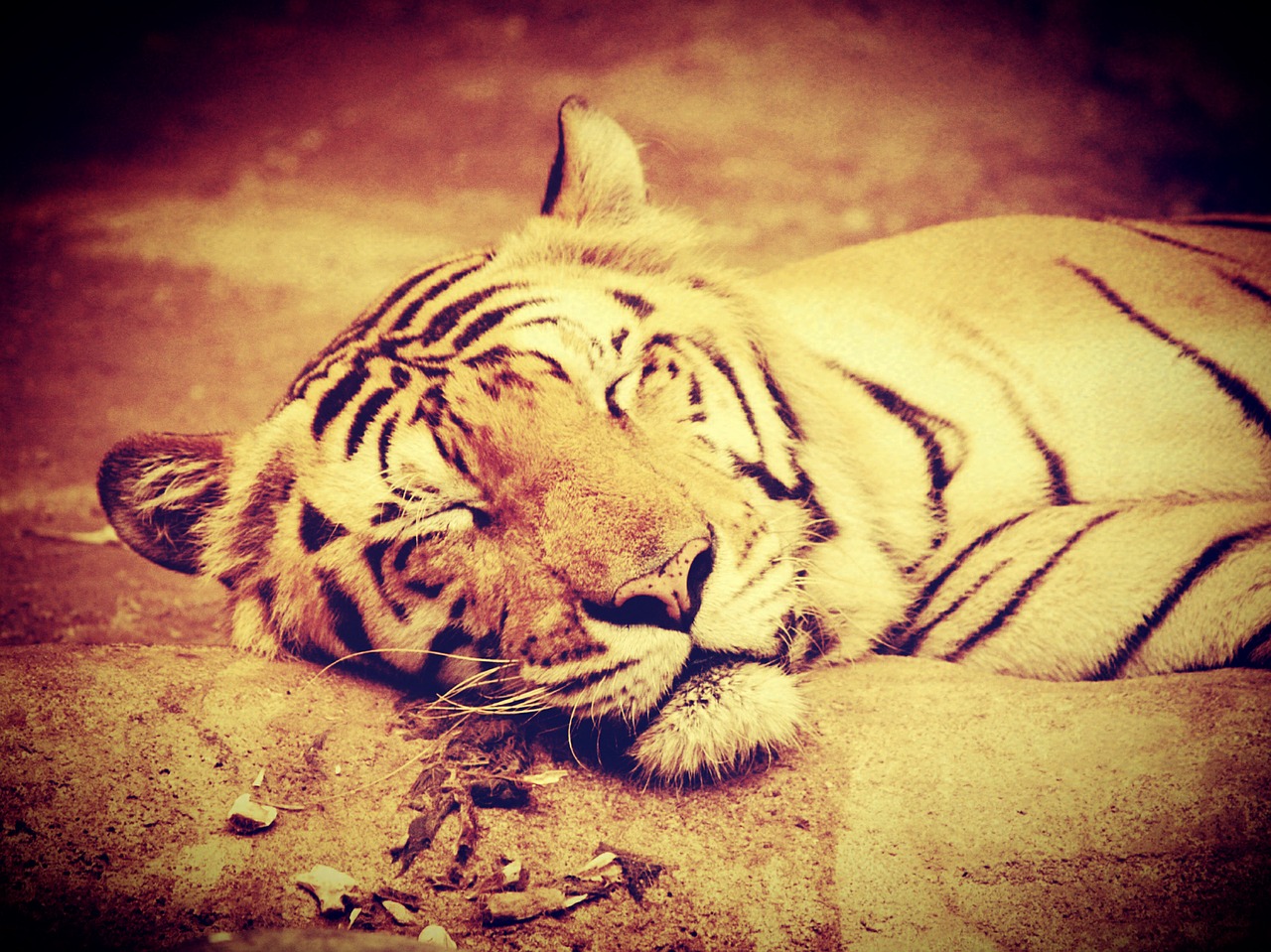 tiger india animal free photo