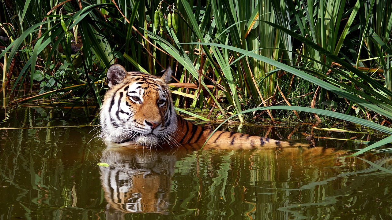 tiger cat zoo free photo