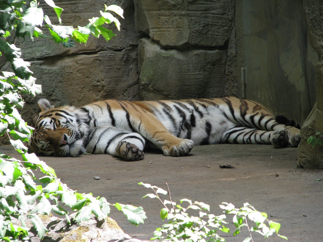tiger sleep rest free photo