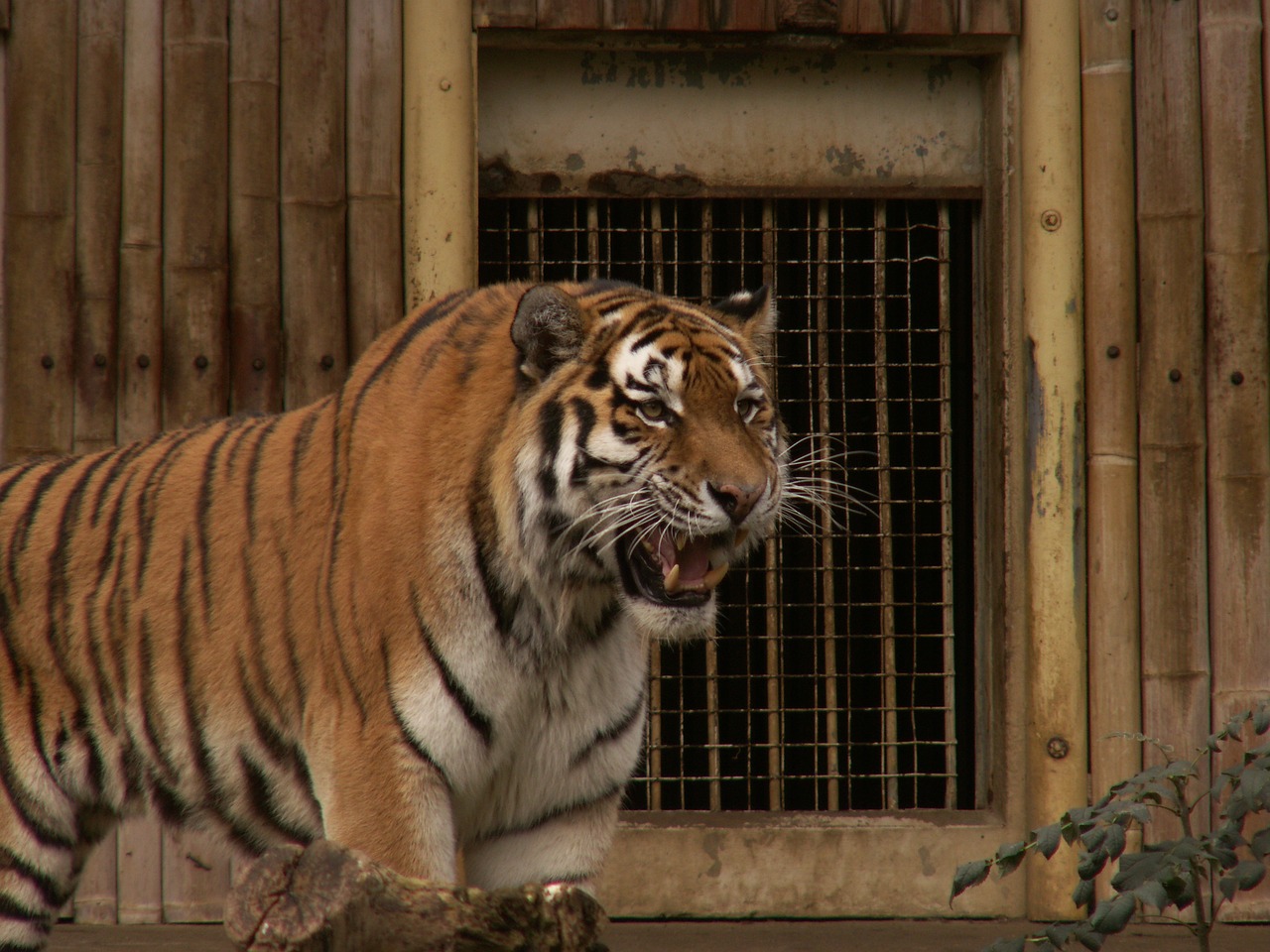 tiger wild safari free photo