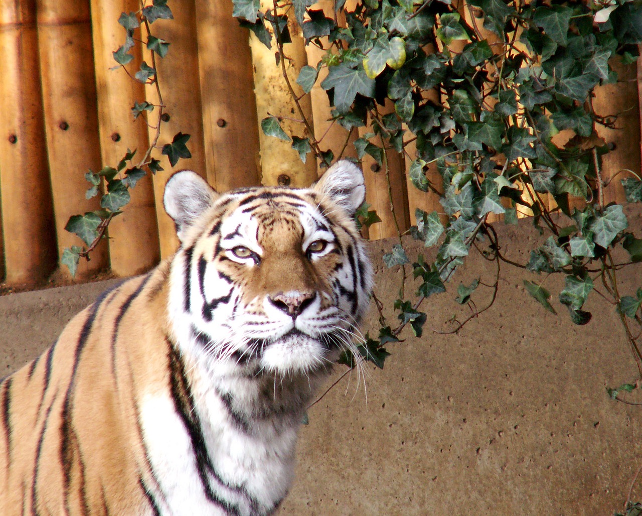 tiger zoo animals free photo