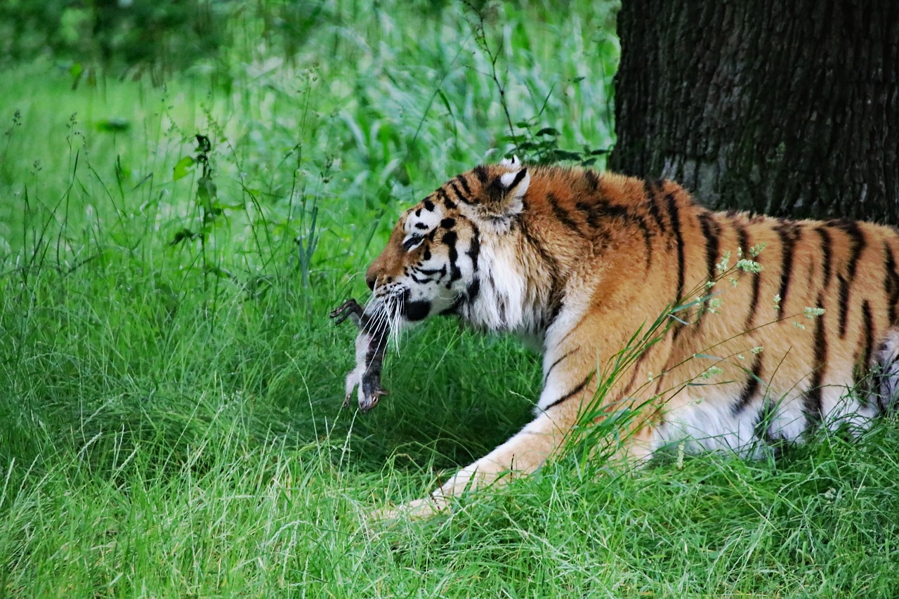tiger big cat animal free photo