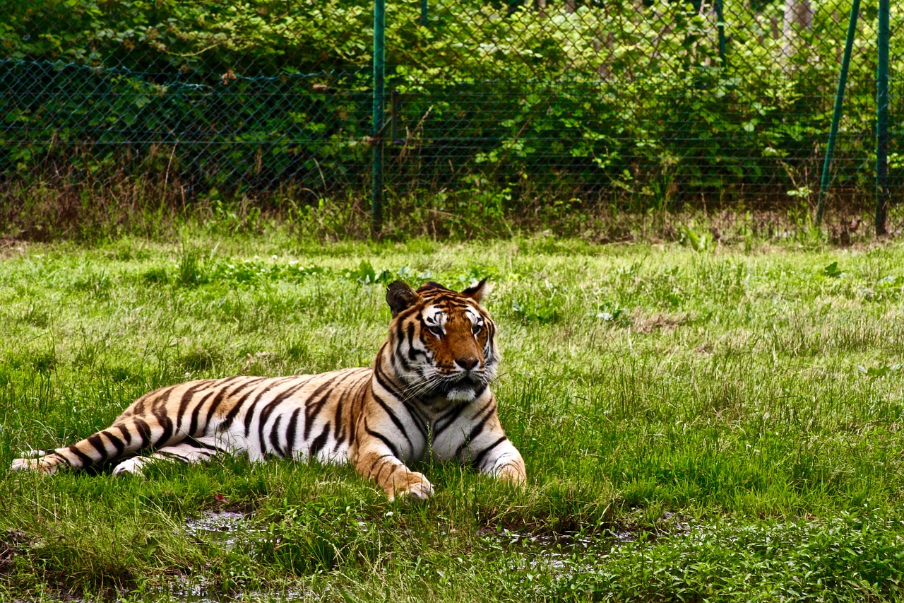 tiger nature animal free photo