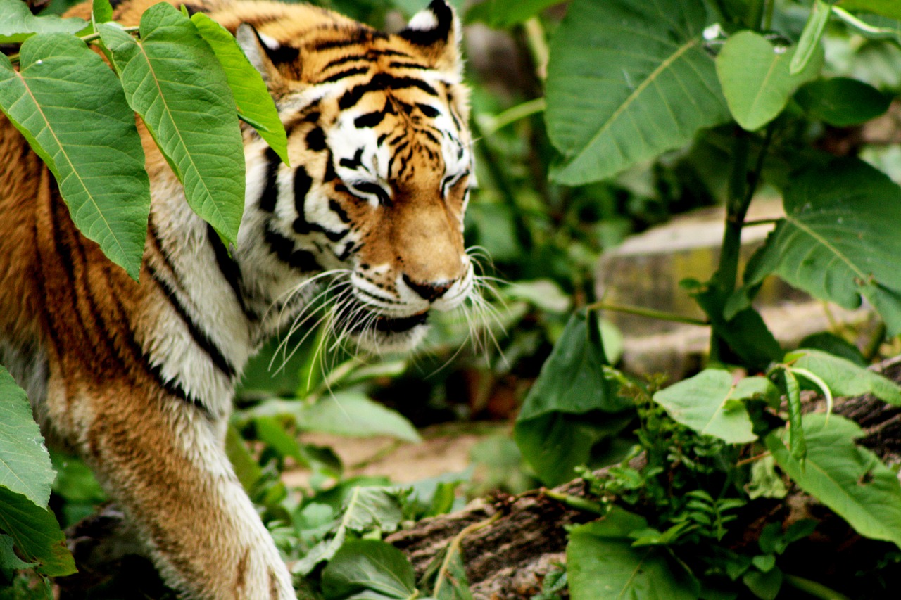 tiger zoo antwerp free photo