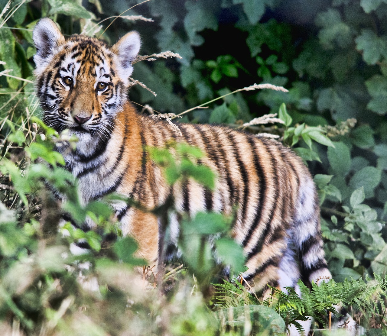 tiger cub wildlife free photo