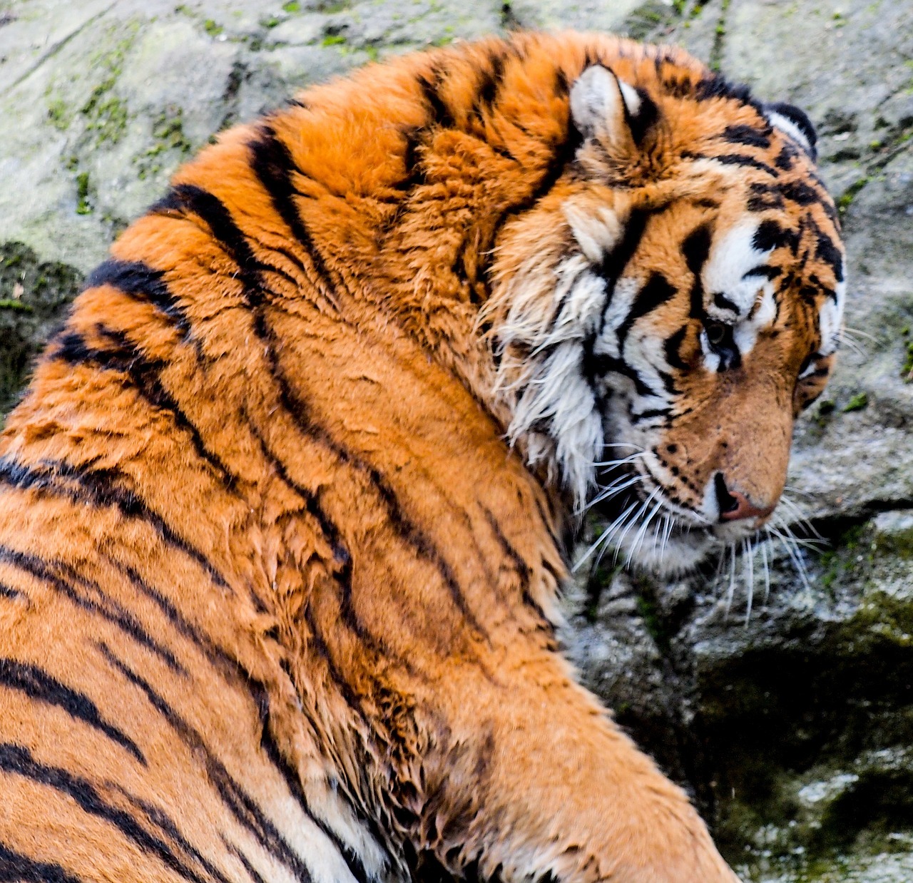 tiger looking close up free photo