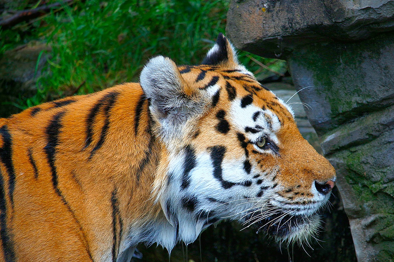 tiger orange white free photo