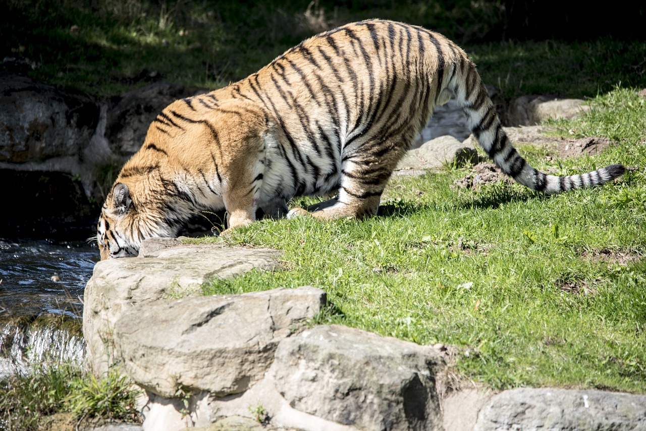 tiger drinking wildlife free photo