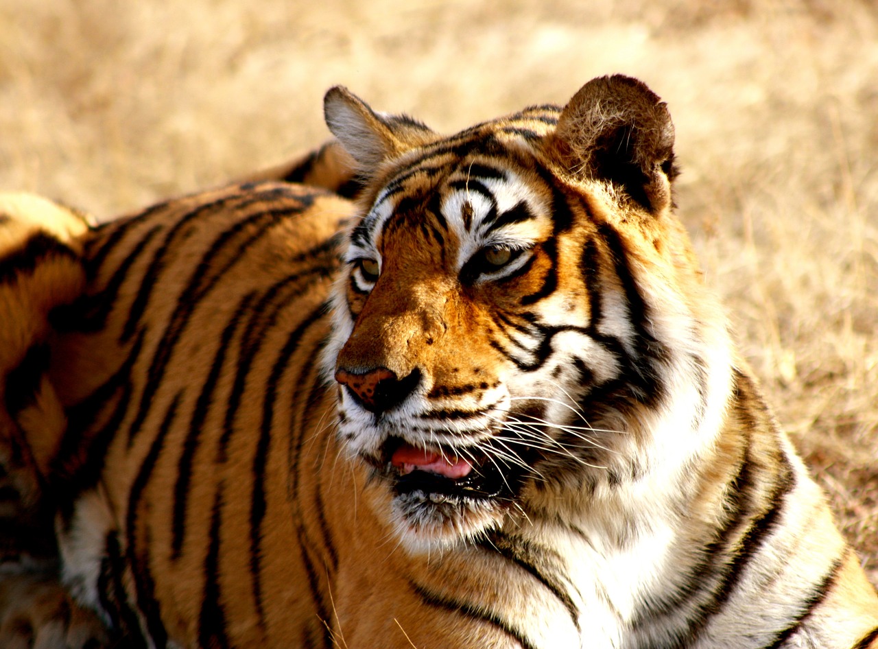 tiger india wildlife free photo