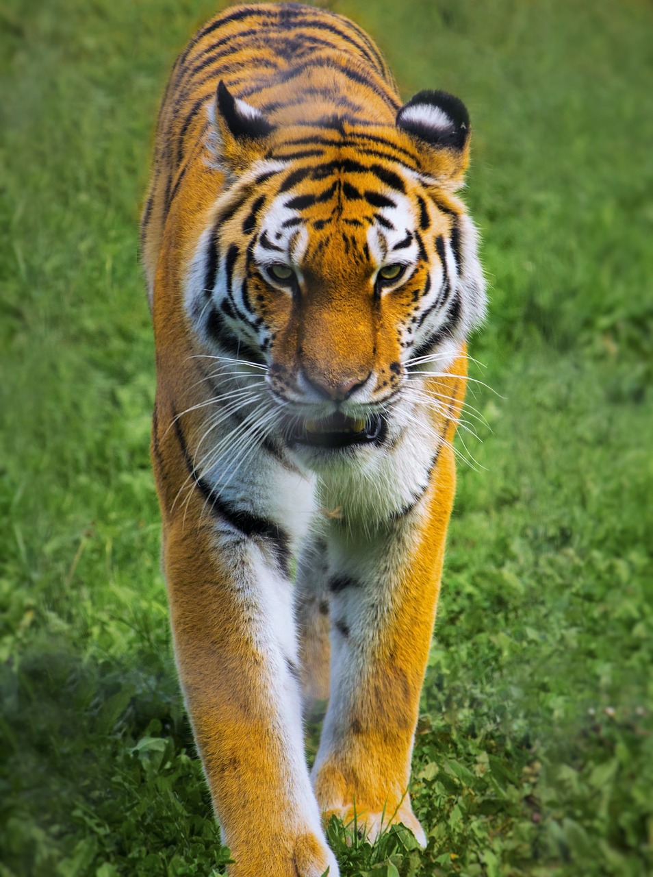 tiger zoo wildlife free photo