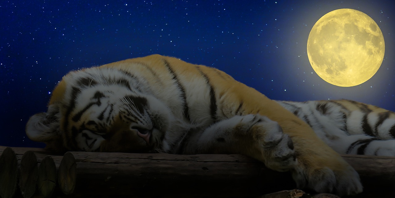tiger sleep good night free photo