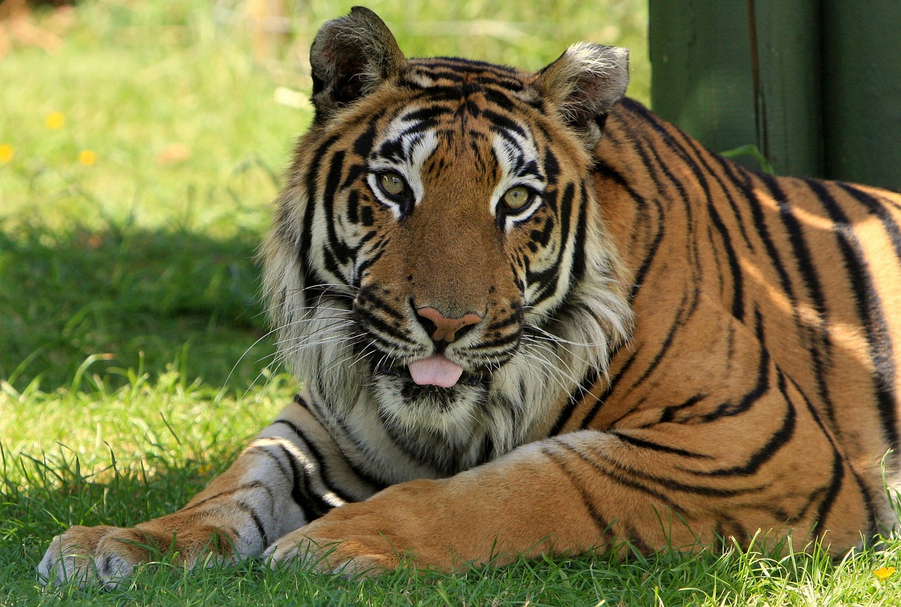 tiger big cat feline free photo