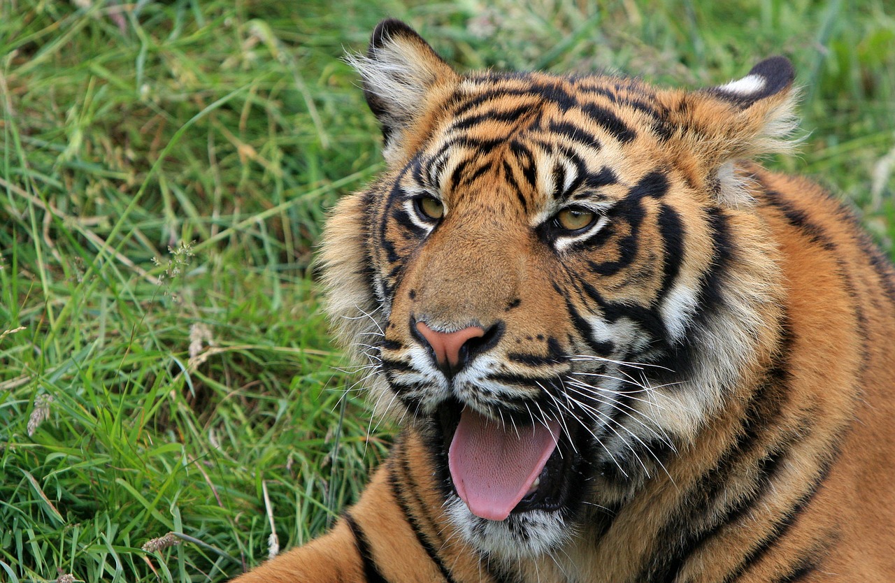 tiger cub tiger cub free photo