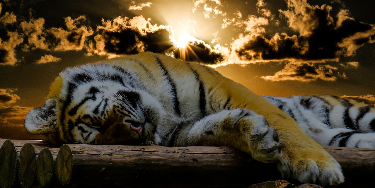 tiger sleep rest free photo