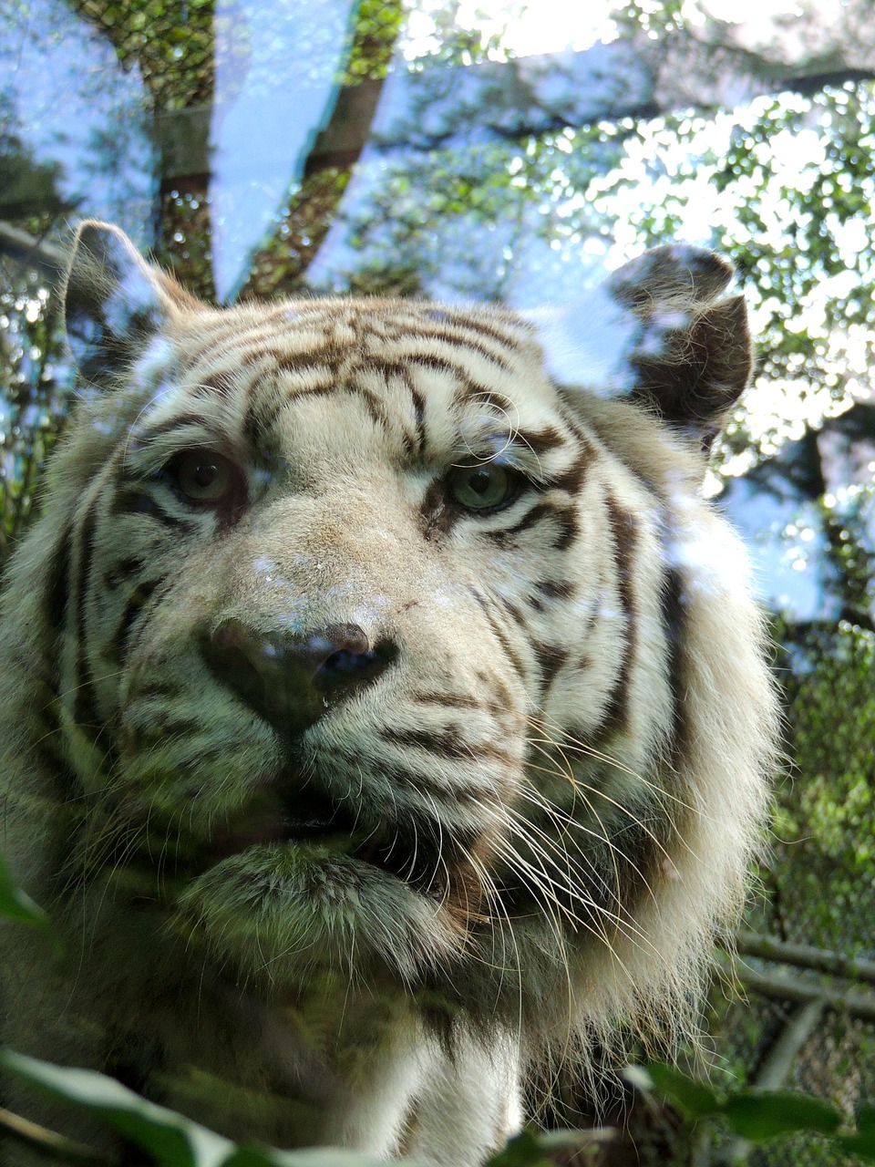 tiger white tiger zoo free photo