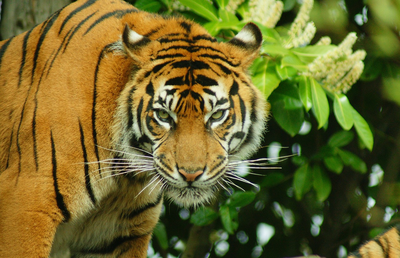 tiger big cat wildlife free photo